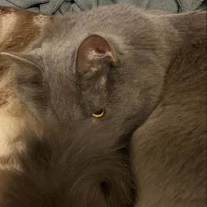 Meet your Posher, Shannon